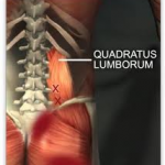 quadratus lumborum
